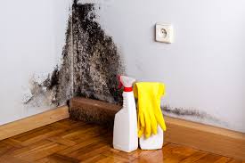 Why You Should Choose Our Mold Remediation Services in Ben Avon, PA